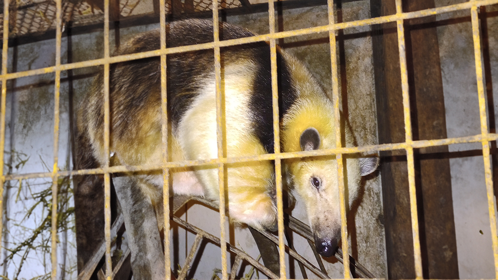 Seminario sobre Tráfico de Fauna