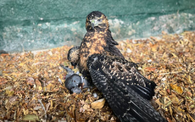 Aves rapaces en la ciudad: ¿escaparon, fueron liberadas o se adaptaron solas?