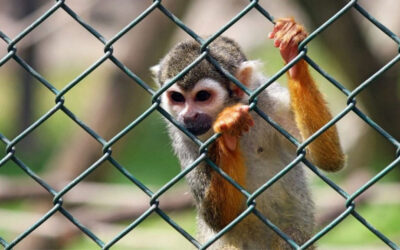Argentina en peligro: el tráfico de fauna y flora frente a la derogación de leyes ambientales