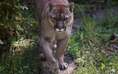 SEMINARIO: PUMA, CONSERVACIÓN, MANEJO Y CONFLICTO
