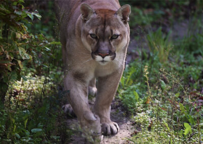 SEMINARIO: PUMA, CONSERVACIÓN, MANEJO Y CONFLICTO
