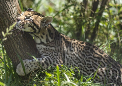 SEMINARIO: BIENESTAR ANIMAL
