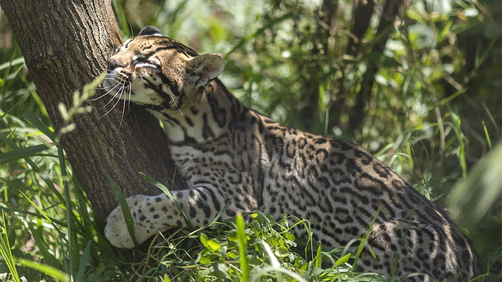 SEMINARIO: BIENESTAR ANIMAL