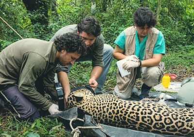 Seguridad Bilateral en Asistencia y Manipulación de Fauna Silvestre