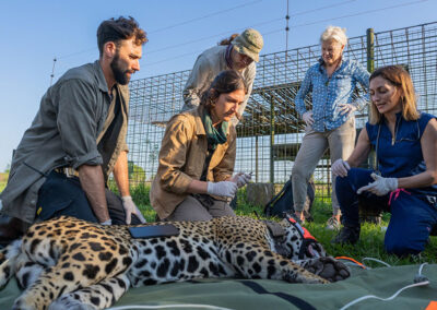 Reproducción Exsitu Como Herramienta Para La Conservación