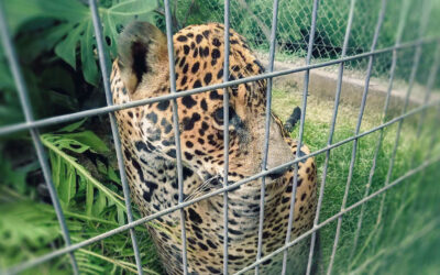 NÚCLEOS ZOOLÓGICOS, MITOS Y REALIDADES